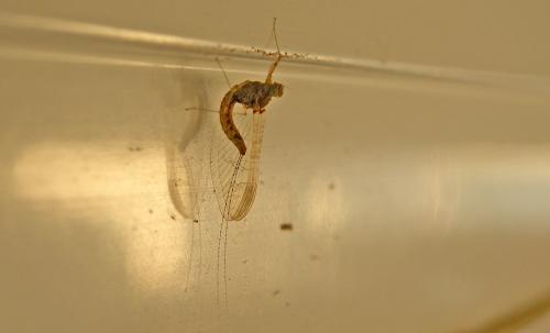 Cloeon dipterum